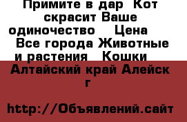 Примите в дар. Кот скрасит Ваше одиночество. › Цена ­ 0 - Все города Животные и растения » Кошки   . Алтайский край,Алейск г.